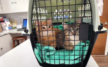 Two kittens in a carrier in the veterinarian's office