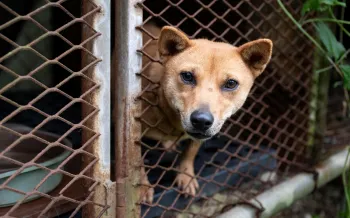 A small tan dog peers through the hole of a rusty metal cage