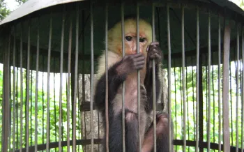 Monkey sitting inside a cylindrical metal cage outdoors.