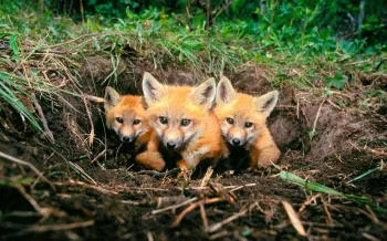 Red fox pups at den in Colorado.