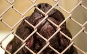 Close-up of a dog's face viewed through a chain-link fence
