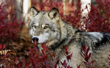 Wolf standing amidst a dense patch of reddish-purple foliage