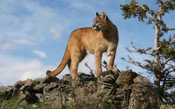 A big cat standing on rocks outdoors.