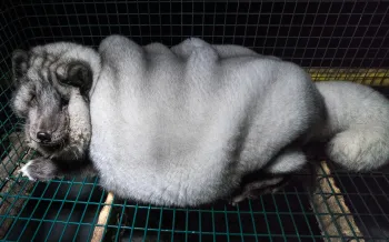 Overweight arctic, or blue, fox on a fox fur farm in Finland, 2017. So-called "monster foxes" are bred to produce larger fur pelts.