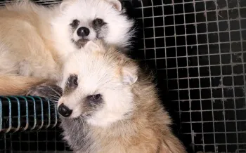 hotos from an investigation at a Finnish Fur Farm
