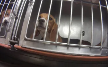 A beagle in a testing facility look out a metal cage