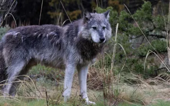 Lone wolf standing in a natural, forested setting. 