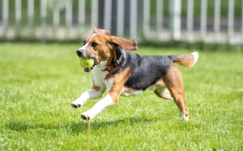 Beagle running across a grassy field with a green tennis ball in its mouth.