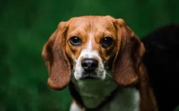 Close-up of a beagle standing in front of a deep green background.