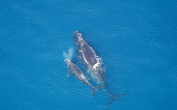 Aerial view of a mother whale and her calf swimming closely together in the ocean.