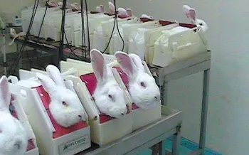 Laboratory setting, white rabbits are confined in individual restraining devices.