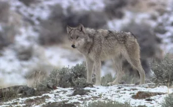 Gray wolf standing in a snowy landscape. 