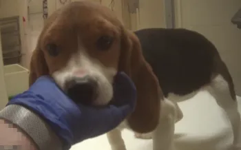 Young beagle puppy standing  in a laboratory setting with a gloved hand cradling the puppy's chin.
