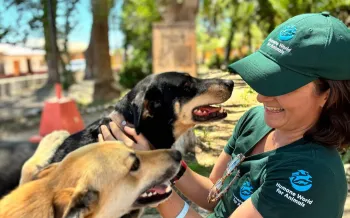 Two dogs interacting with a person