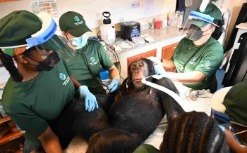 A team is treating a sedated chimpanzee on a clinic table.
