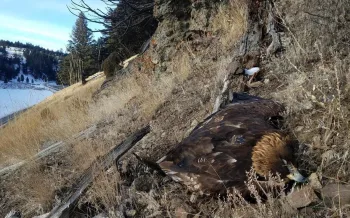Dead golden eagle with transmitter, Yellowstone National Park