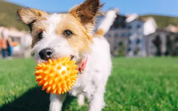 Jack Russell terrier dog playing with a ball in a park