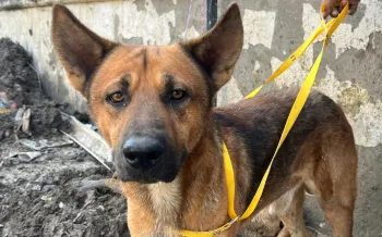 Conducting an assessment and doing food distribution and offering veterinary care to animals affected by the floods in central eastern Mexico, particularly the state of Veracruz.