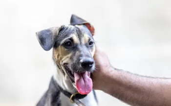 A brown and white dog receives head scratches while recovering from the dog meat trade at Jakarta Animal Aid Network (JAAN) Shelter and Clinic in Indonesia.