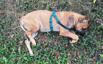  Tan dog wearing a teal harness is lying on its side on grass.
