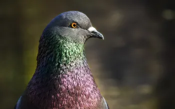 Pigeon looking to the side