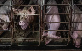 Several pigs confined in gestation crates.
