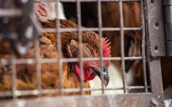 Hens suffering in battery cages in India