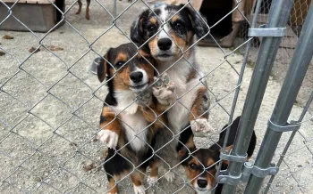 A group of three dogs stand next to a kennel