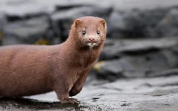 Brown mink standing on a wet, rocky surface