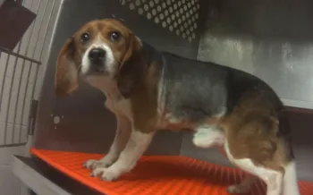 Beagle dog standing inside a metal enclosure 