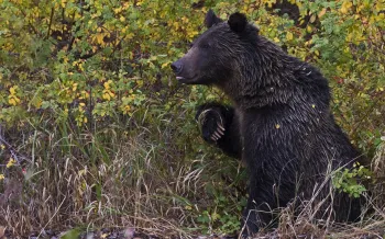 Brown bear sitting amidst lush vegetation