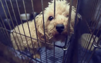 A small dog peering through the bars of a cage.