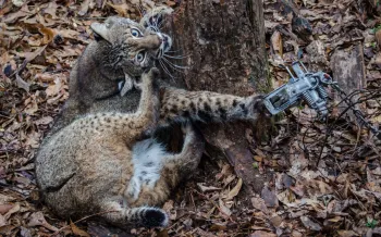 Distressed bobcat caught in an animal trap in a forested area.