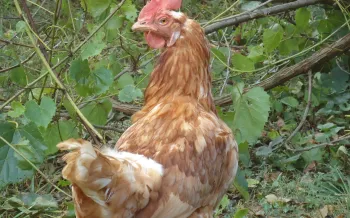 chicken, caged farm animals, farm animal welfare, factory farming