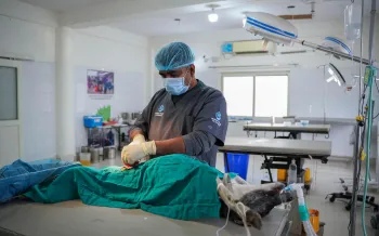 Staff in Dehradun's ABC center handling and caring for street dogs.