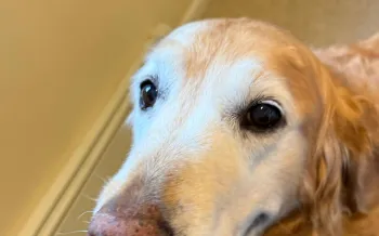 Golden retriever looking at the camera