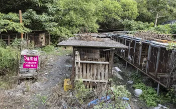 Dogs peek out of rusted cages at a dog meat farm in Gangjin County, South Korea. Humane World for Animals rescued these dogs and the other dozens on the farm in September 2026.