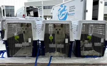 three dog kennels lined up on the ground after being unloaded from a plane