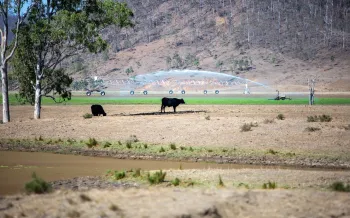 Two black angus cows graze in a field of dead grass. In the background, a sprinkler waters a lush, bright green field in the middle of a drought.