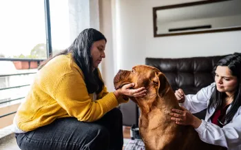 A brown dog receives acupuncture treatment from a veterinarian in their home. The dog's caregiver cradles their face as the vet inserts an acupuncture needle.