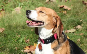 Beagle is sitting on grass with its eyes closed 