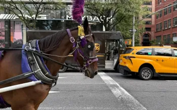A horse wearing purple tack and a tall feathered plume is pulling a carriage through a city street.