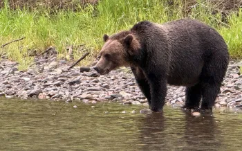 Bear at the side of a water embankment