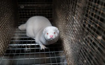 Tun i Floa mink fur farm in Iceland 18 November 2025