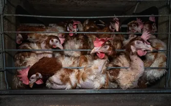 Laying hens exhibiting feather loss press against the bars of a crowded cage at an egg farm.
