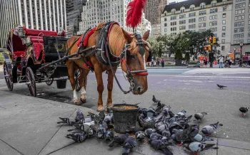 Horse-drawn carriage and horse on a city street