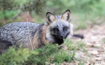 A fox with a coat that features a mix of black, gray, and reddish-brown fur. 