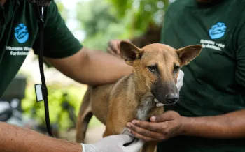 Two people holding a tan street dog