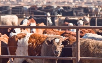 Cows in a feed lot