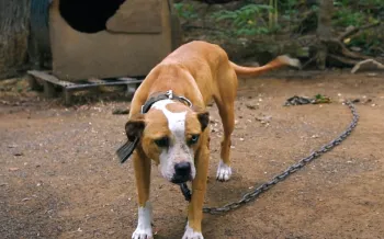 Rescued from dogfighting